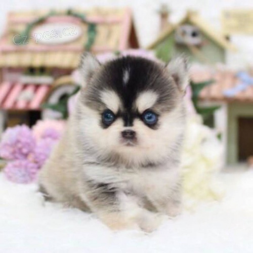 mini lek Pomskies tata na prodej (kenec sibisk a pomeranian)