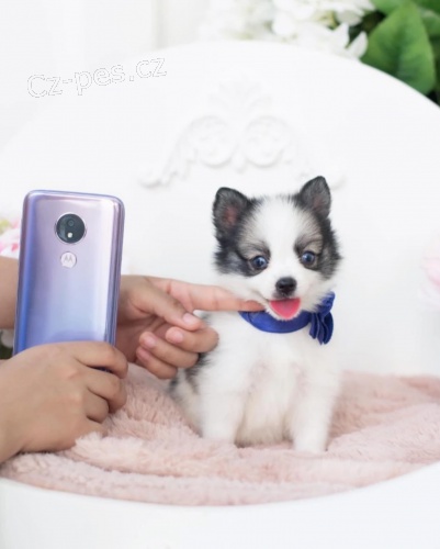 mini lek Pomskies tata na prodej