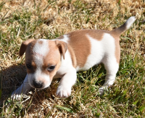 asn okovan, oderven a zdrav ttka Jack Russell na prodej.