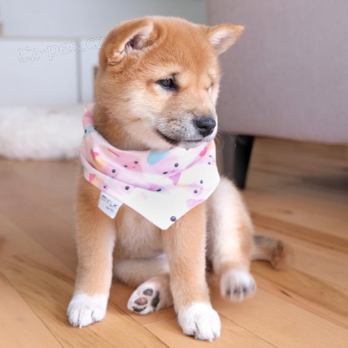 tata shiba inu na prodej okovan a oderven