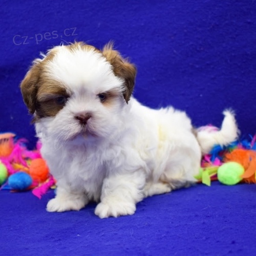 SHIH TZU tata