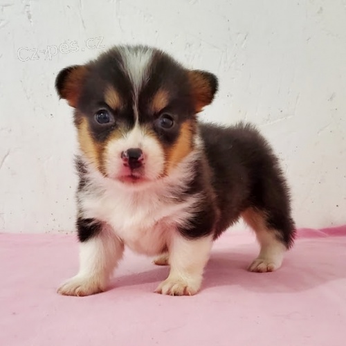 Pembroke Welsh Corgi Puppies tata na prodej okovan a oderven.