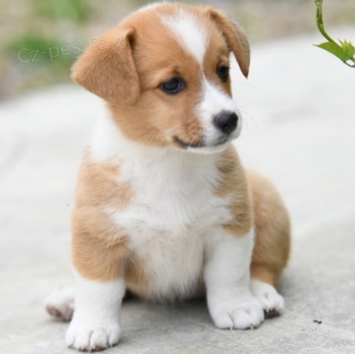 tata Pembroke Welsh Corgi odervena.