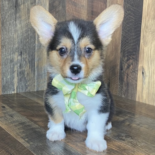 krsn tata Pembroke Welsh Corgi