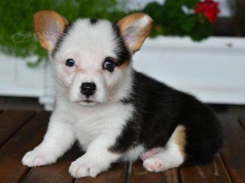 tata Pembroke Welsh Corgi na prodej.