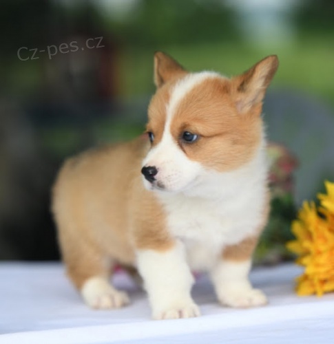 SKVL tata Pembroke Welsh Corgi na prodej.