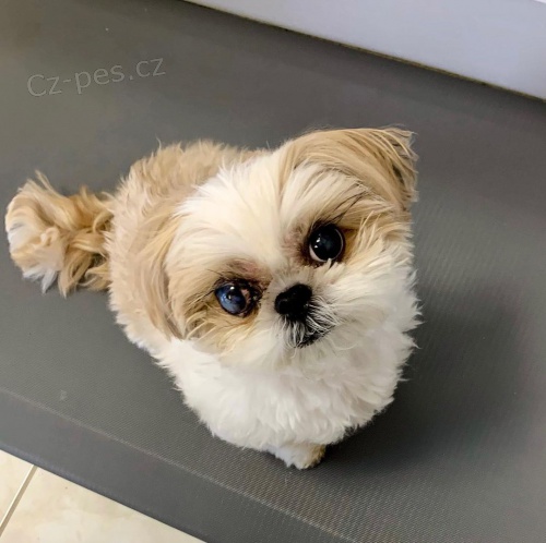 mini shih tzu tata