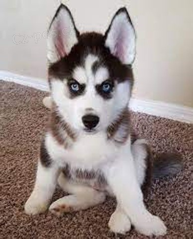 sibisk husky .