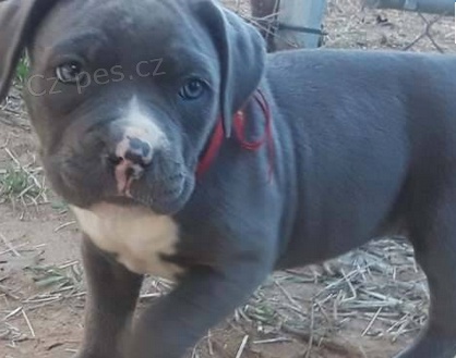 Milujc tata americkho pitbull terira pro nov domov 