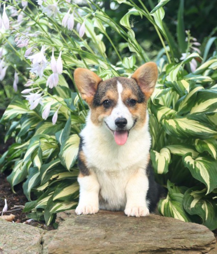 Welsh Corgi (Pembroke)