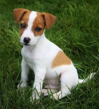 ttka Jack Russell Terrier pro nov domov