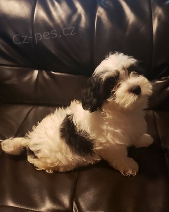 K dispozici tata Coton De Tulear 