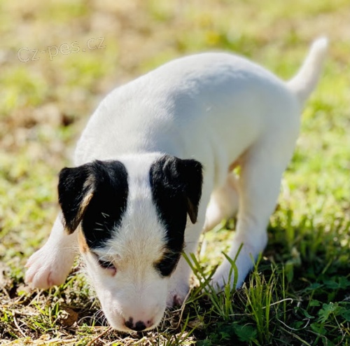 Jack Russell tata.