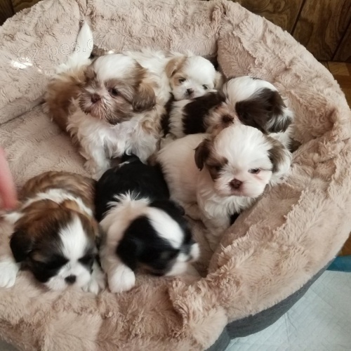 SHIH TZU-SHIH TZU