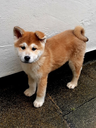 akita inu 02