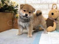 shiba inu asn. )