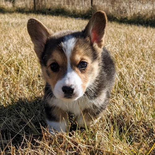 Pembroke Welsh Corgi Puppies tata na prodej.