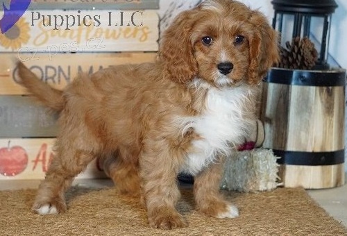 krsn tn cavapoo k adopci