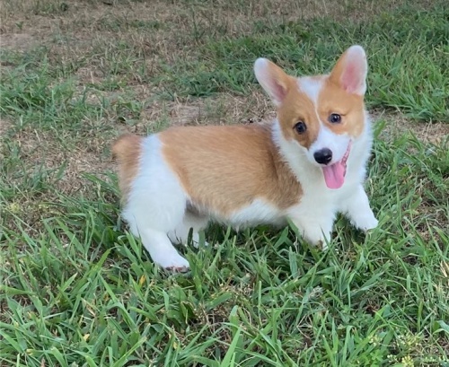 corgi tata pro rehoming