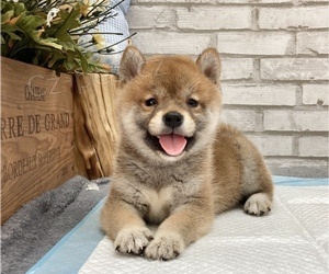 dti shiba inu