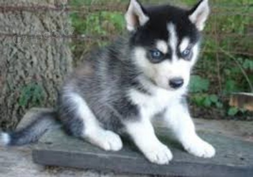 sibisk husky .