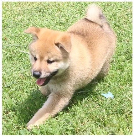 tata japonsk shiba inu