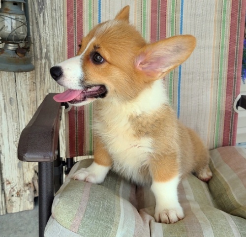 tata Welsh Corgi Pembroke jsou pipravena k adopci.