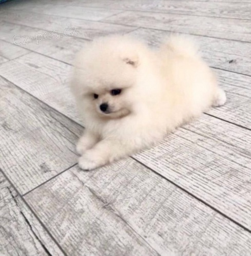 Mini pomeranian bez PP