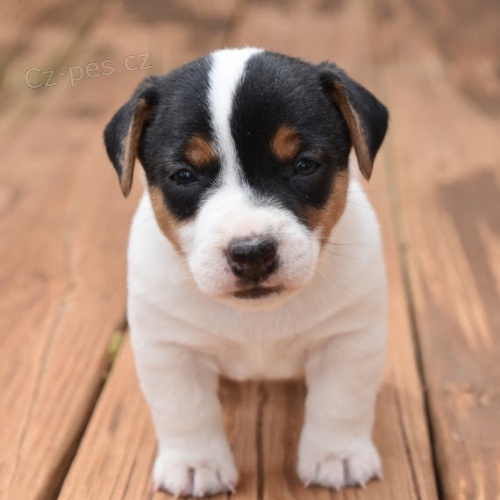 Prodm krsn a rozkon ttka jack russell.