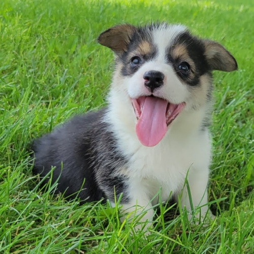 krsn a andlsk tata Pembroke Welsh Corgi na prodej.