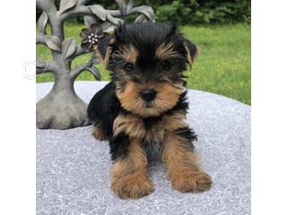 Yorkie mini