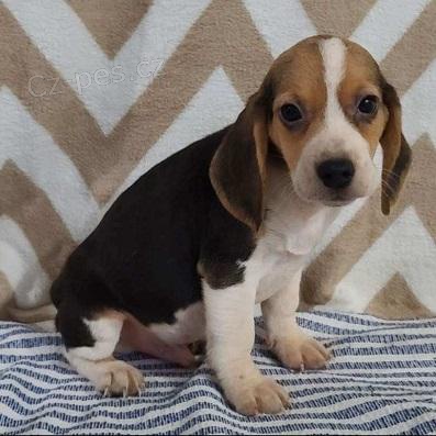 tata Beagle k dispozici