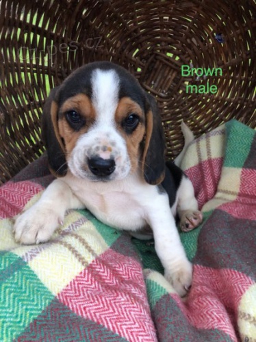 Ndhern Beagle tata