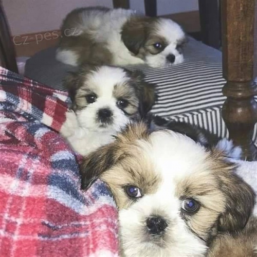 Ndhern tata shih tzu jsou pipravena