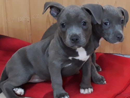 2 Americk  Blue pitbulterir pro nov domy