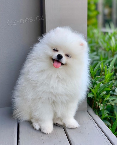 pomeranian k adopci