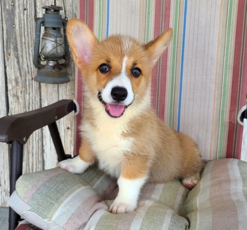 tata Welsh Corgi Pembroke jsou pipravena na nov rodiny.