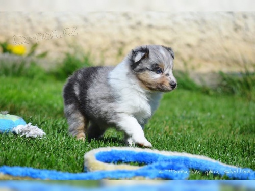 dispozici jsou tata shetlandskch ovk (Sheltie)