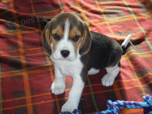 Beagle tata