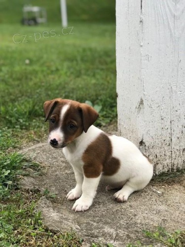 tata Jack Russell terir k dispozici