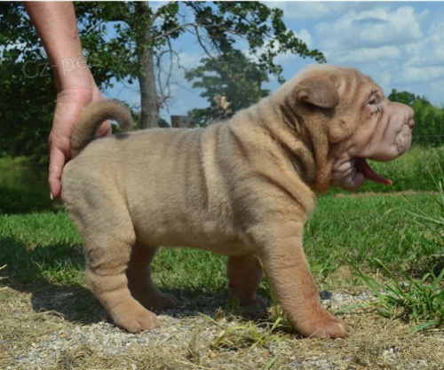 Shar-Pei jsou pipraveni k adopci.