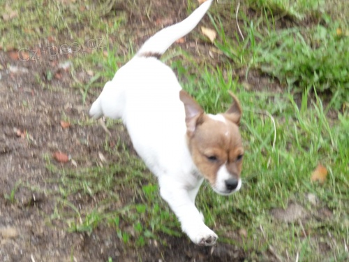 tata Jack Russell Terrier zoufale tou po novch rodich