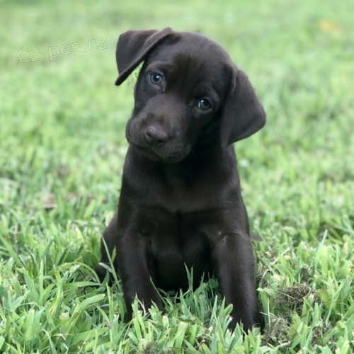 ern tata labradorskho retrvra na prodej.