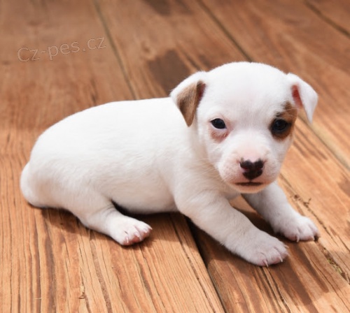 Prodm krsn a rozkon tata jack russell terira.