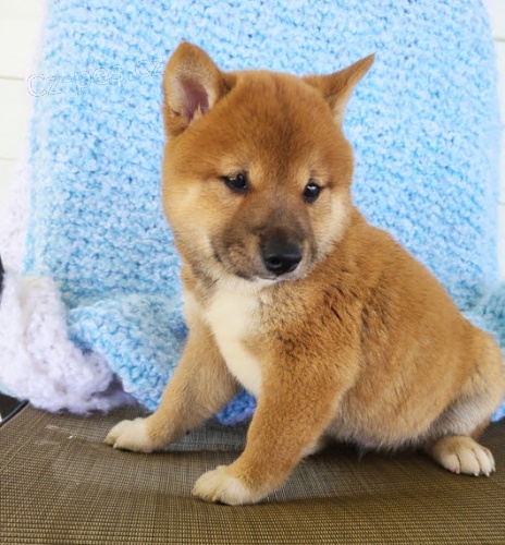 krsn ttka mini shiba inu na prodej