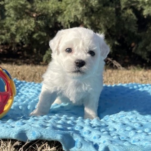 Prodm tata mini bichon frize