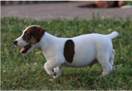 Jack Russell jsou pipraveni k adopci.