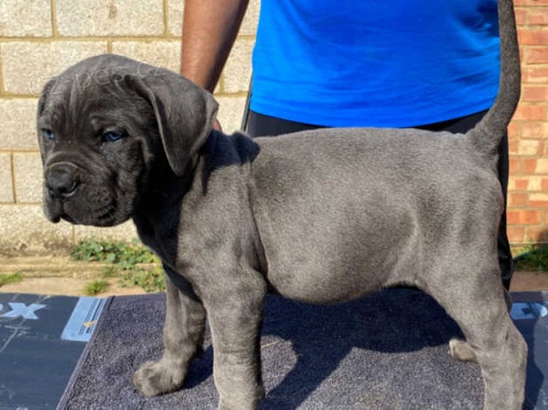 ttka Cane corso star 8 tdn