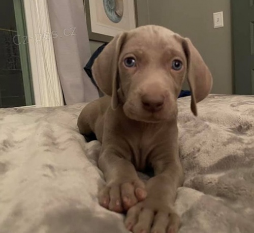 Krsn istokrevn weimaraner tata