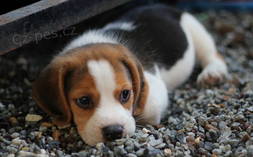 trikolorn tata Beagle.